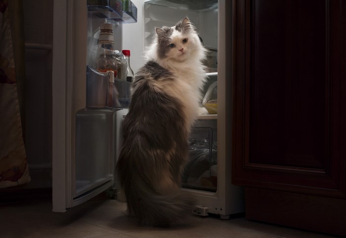 Fluffy cat looking into an open refrigerator