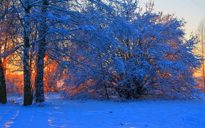 Snow-covered trees at sunset