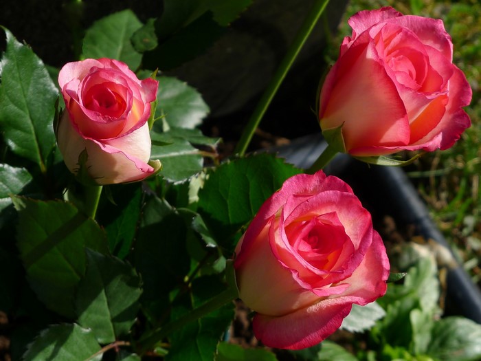 Three pink and white roses blooming