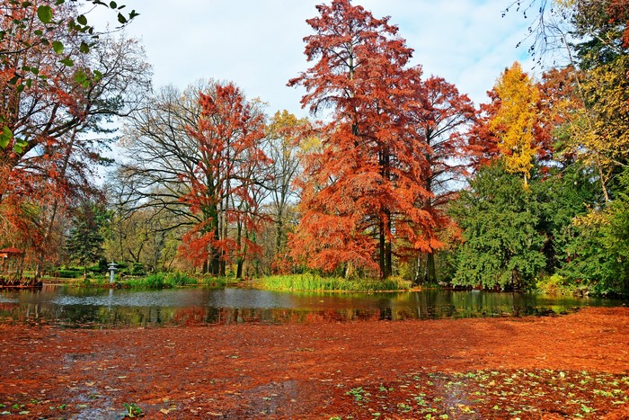 Autumn pond with colorful trees in a botanical garden