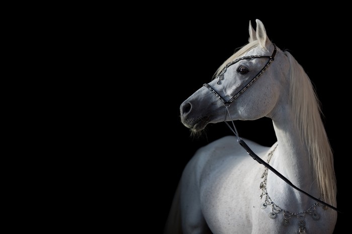 White Arabian Horse with Ornate Bridle