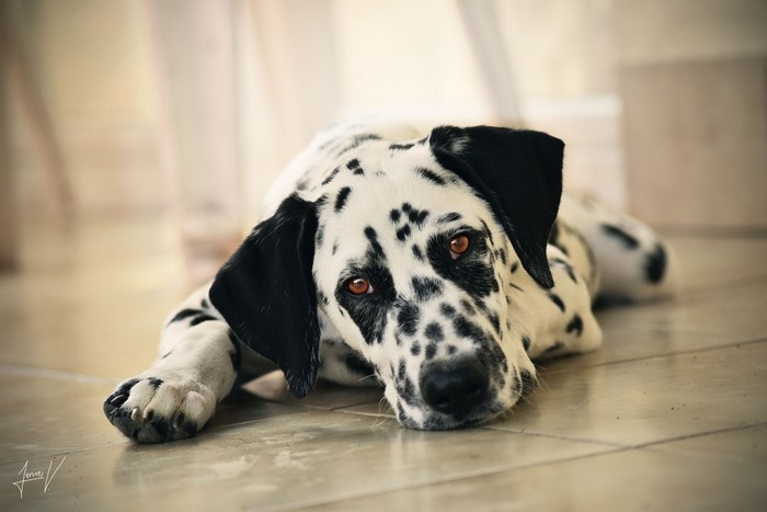 Dalmatian dog lying on the floor