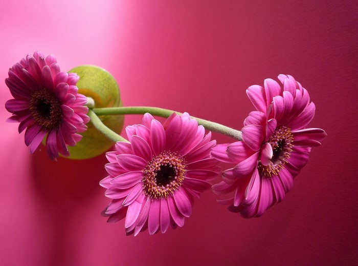 Three pink Gerbera daisies on a pink background