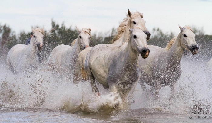 White horses running through water splashes