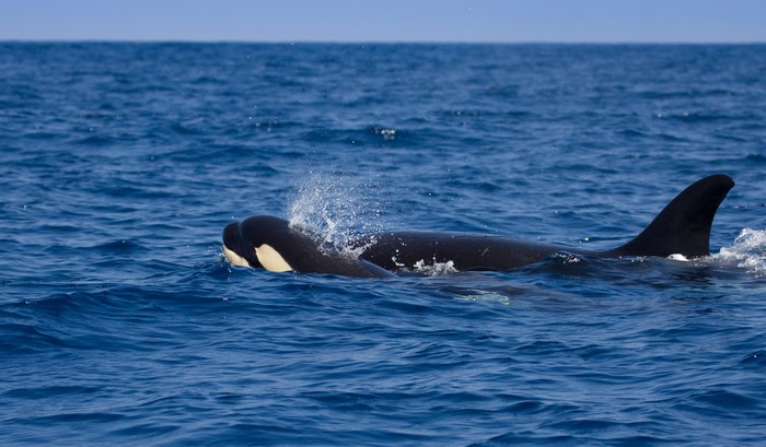 Two Orcas swimming in the ocean