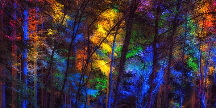Forest at night with colorful lights