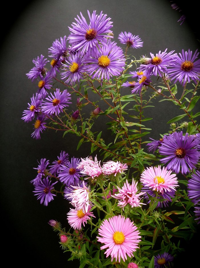 Purple and pink asters with yellow centers