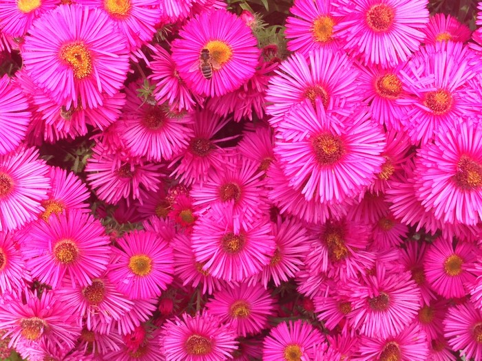 Pink Asters with Bees