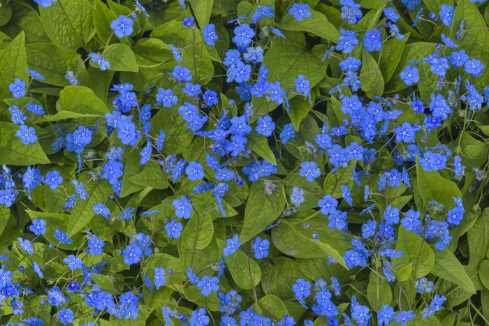 Many light blue Myosotis flowers