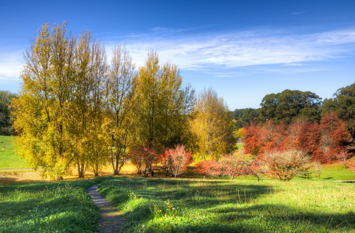 Mount Lofty Botanic Garden in Autumn
