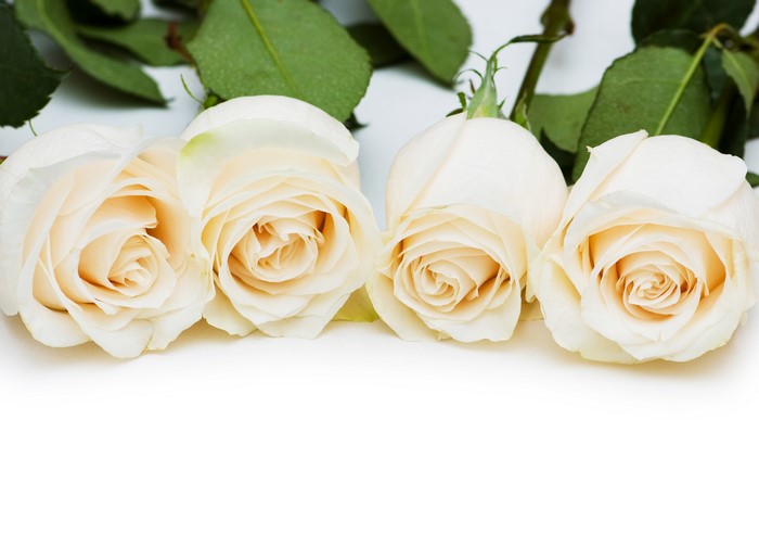 Four white roses with green leaves