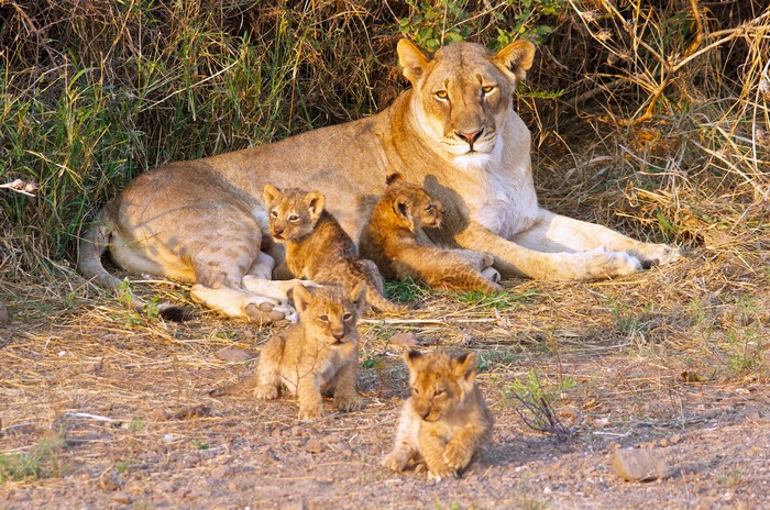 Lioness with Cubs in Grassland