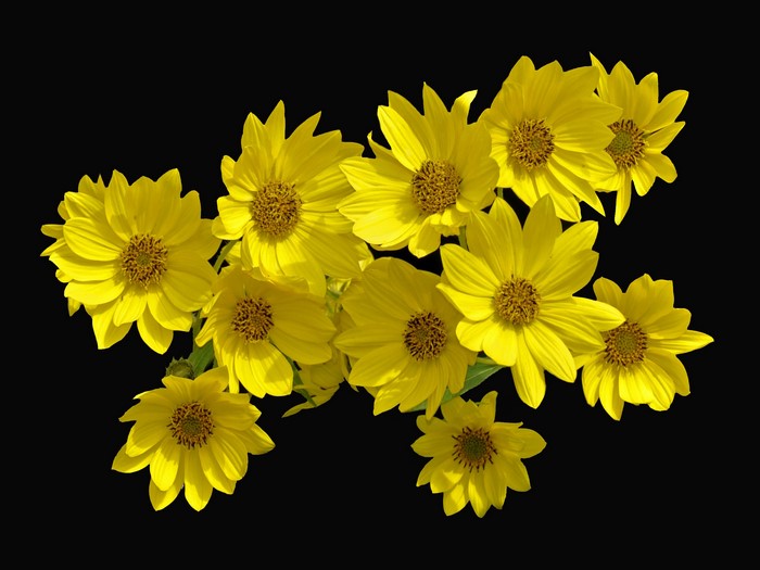 Yellow Heliopsis flowers on black background