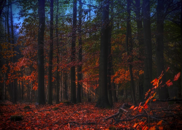 4K Autumn Forest with Red Foliage