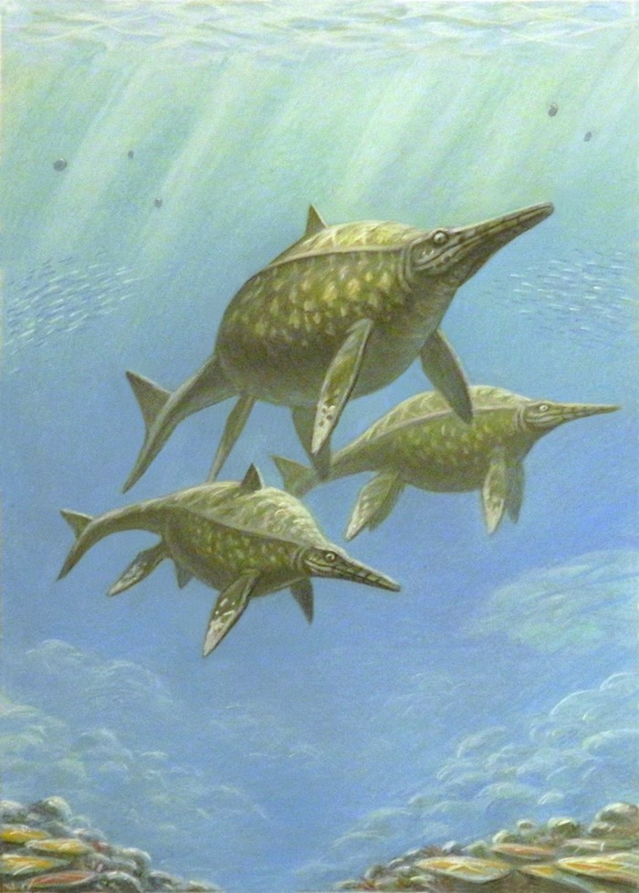Three Shonisaurus popularis swimming underwater
