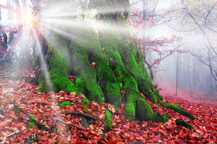 4K Autumn Forest with Mossy Tree Trunk and Sun Rays
