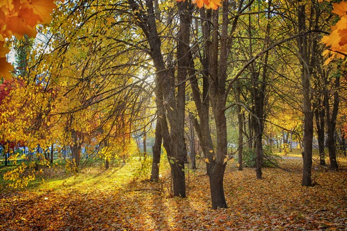 Autumn park with trees and fallen leaves