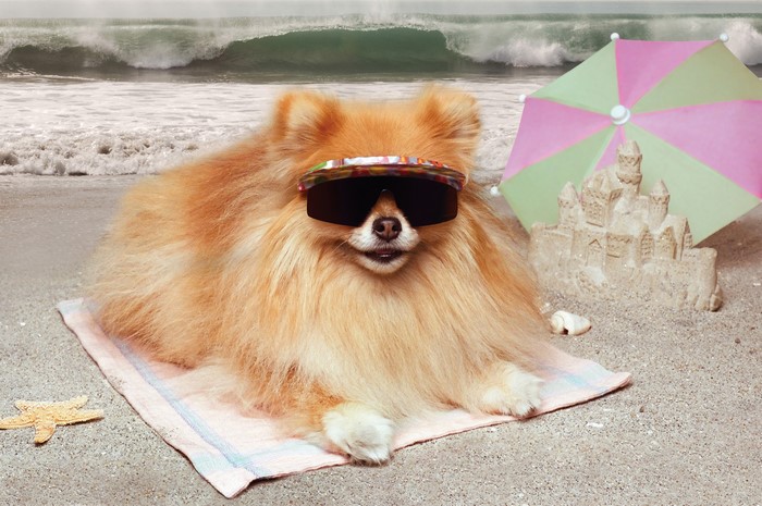 Pomeranian dog wearing sunglasses at the beach