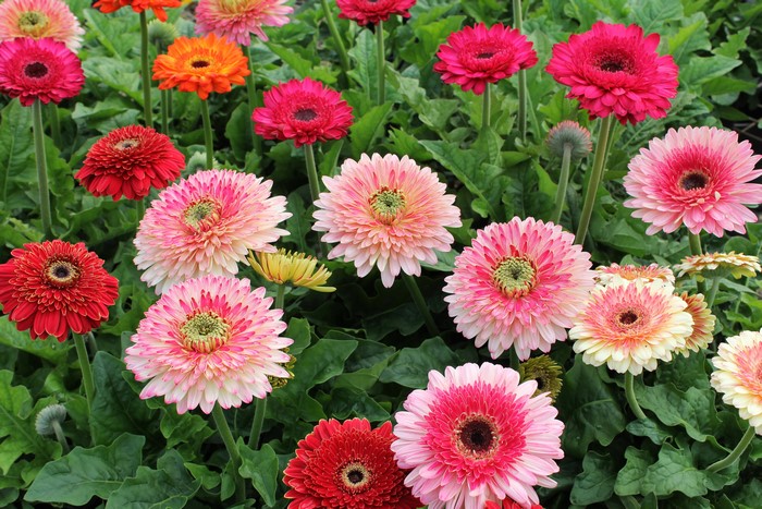 Gerberas in bloom