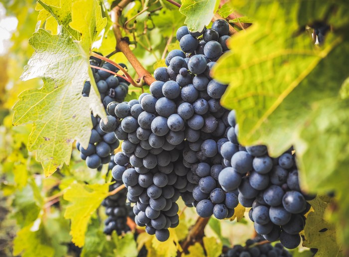 Close-up of ripe blue grapes on a vine