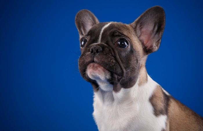 French Bulldog puppy looking to the side