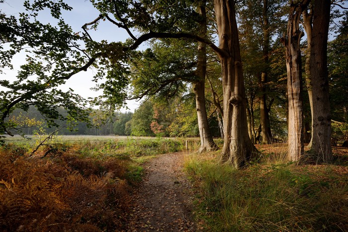 Autumn path through a forest in s-Graveland, Netherlands