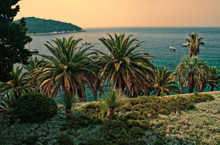 Palm trees on the coast of Dubrovnik, Croatia