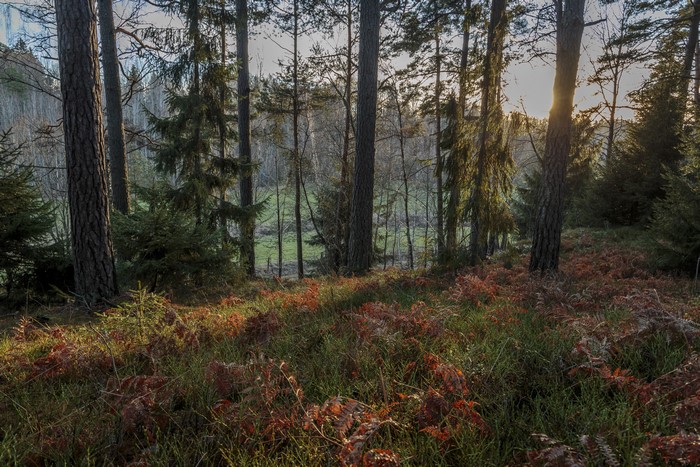 Forest floor with ferns and grass in autumn sunlight