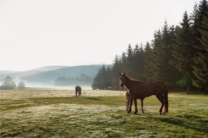 Horses in a misty grassland with pine forest