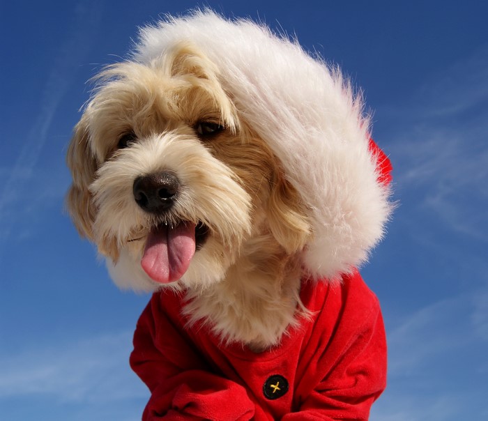 Dog wearing a Santa hat and coat
