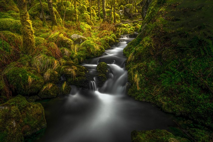 Mossy forest stream with waterfalls in Rogaland, Norway