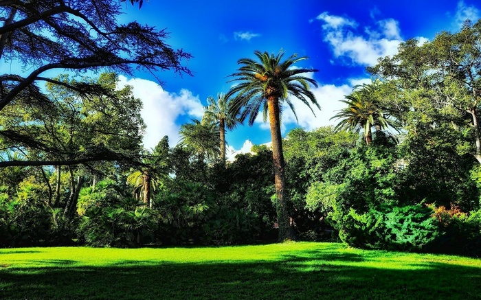 Palm trees and green lawn under blue sky