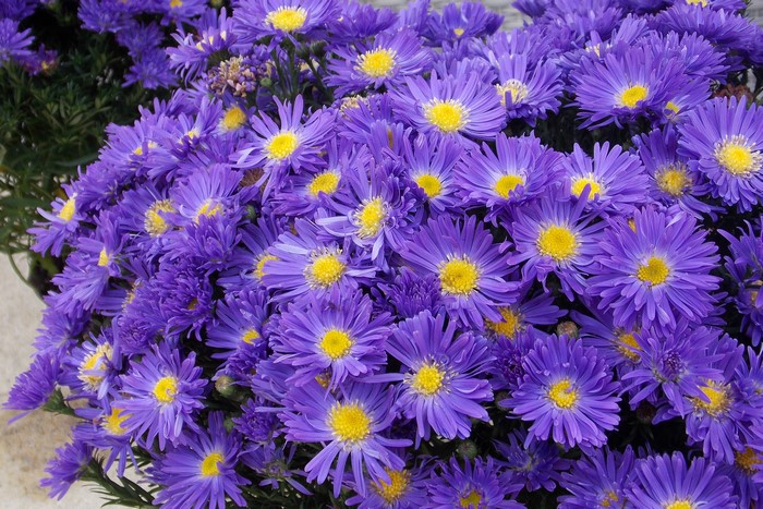 Close-up of purple asters with yellow centers