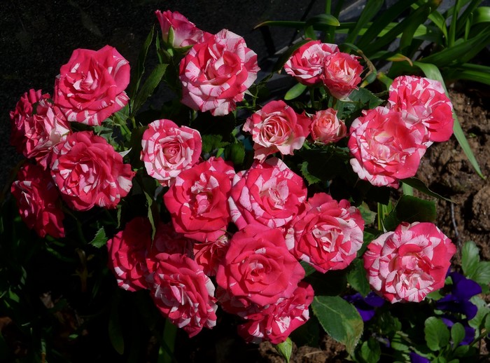 Striped Pink and White Roses in Garden
