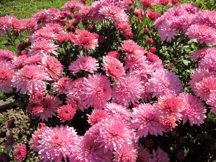Pink Asters in a Garden