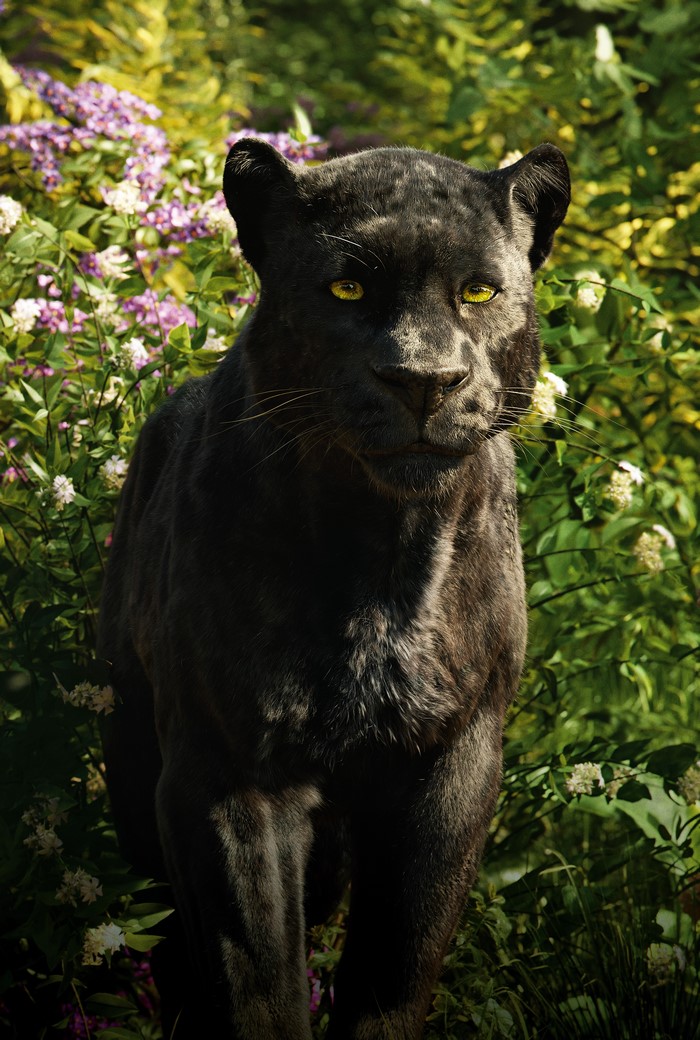Bagheera from The Jungle Book 2016
