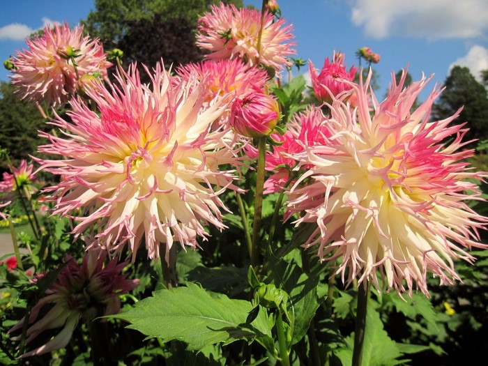 Close-up of pink and white dahlias in a garden