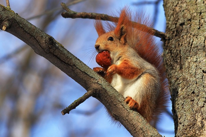 Squirrel eating a nut on a tree branch