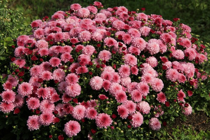 Many Pink Chrysanthemums in Bloom