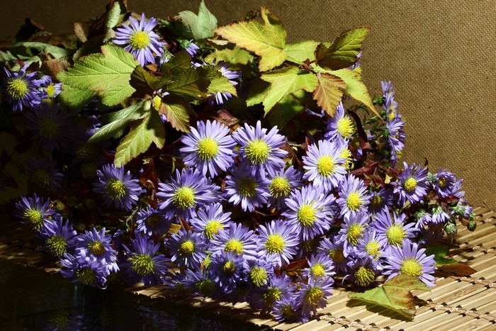 Bouquet of purple asters with green foliage
