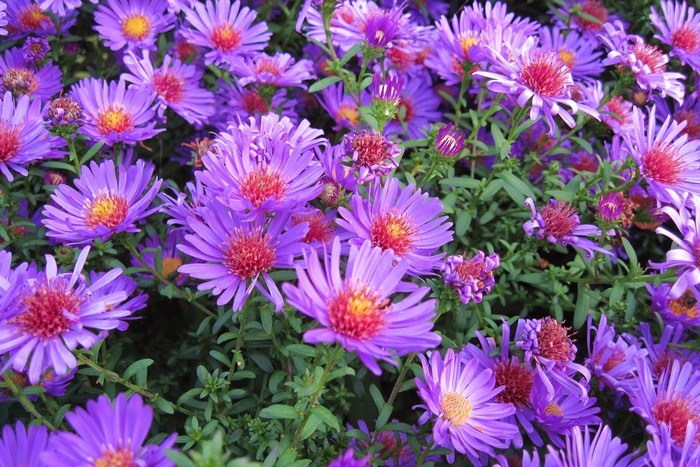 Purple Asters with Red Centers