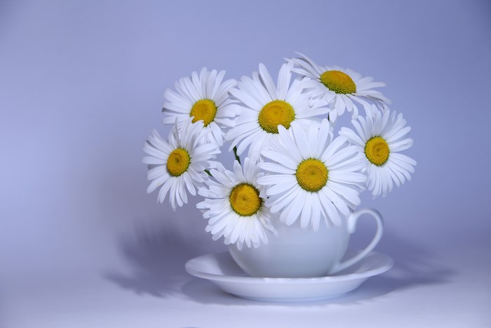 Camomiles in a cup