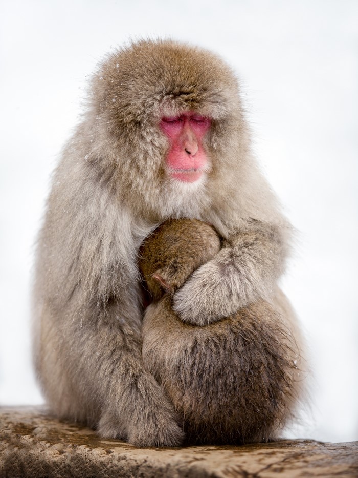 Mother and baby Japanese macaque monkeys in snow