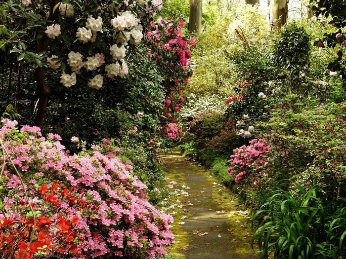 George Tindale Memorial Garden Sherbrooke Rhododendron Shrubs
