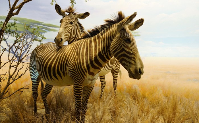 Two Zebras in a Savannah