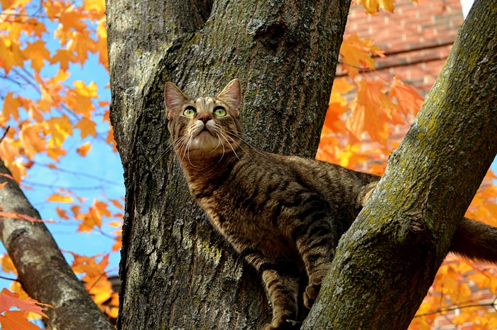 Tabby cat perched on a tree trunk with autumn leaves