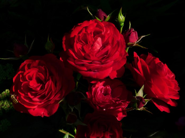 Red Roses with a Bee