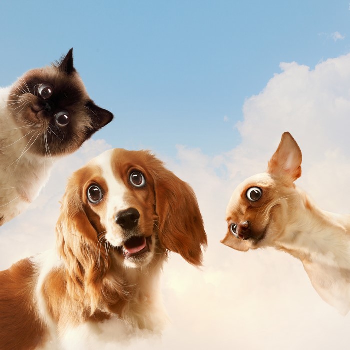 Funny Dogs and Cat Looking Up
