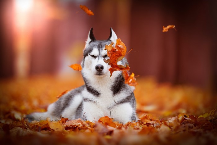 Siberian Husky lying in autumn leaves