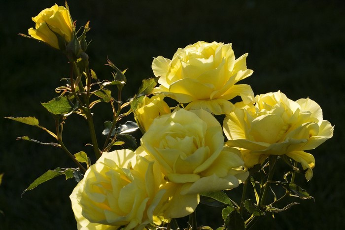 Yellow Roses in Sunlight